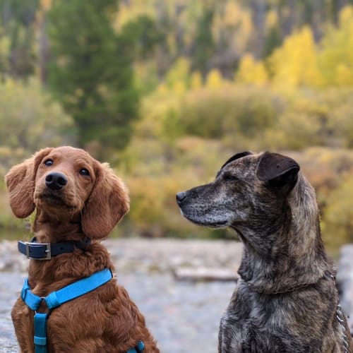 BCL-Dogs-032222